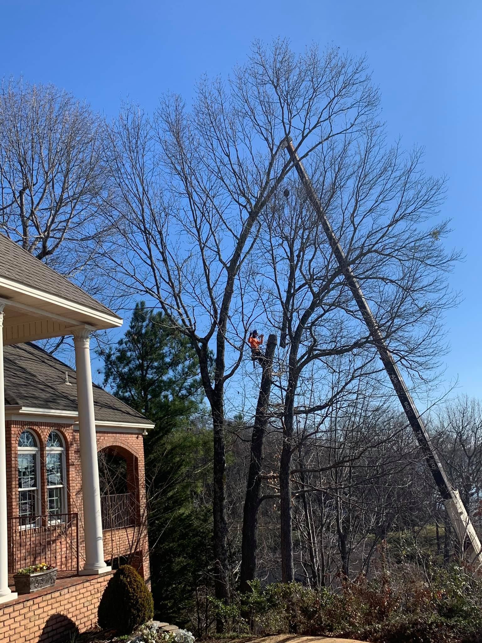a man is climbing a tree in front of a house