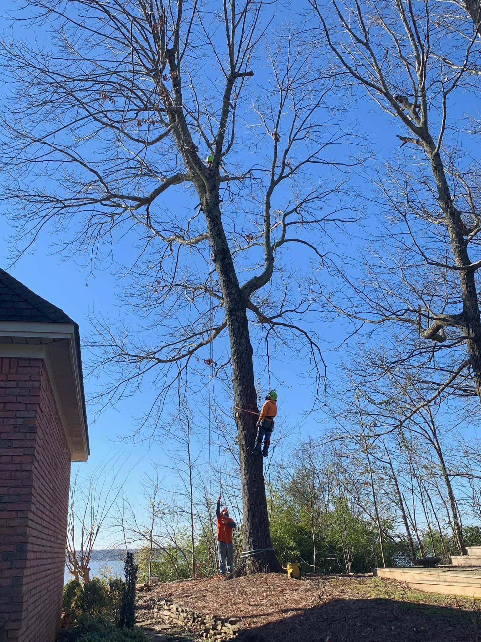 a man is climbing a tree in front of a house