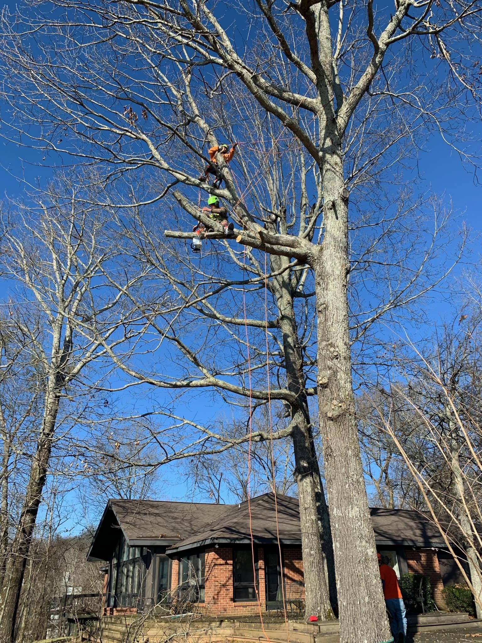 a man is climbing a tree in front of a house