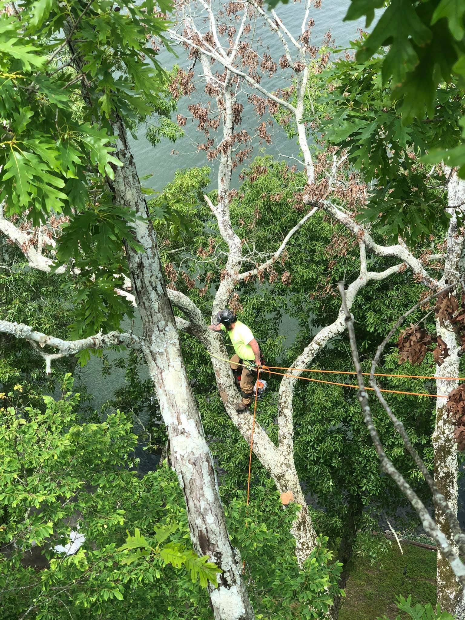 a man is climbing a tree with a rope
