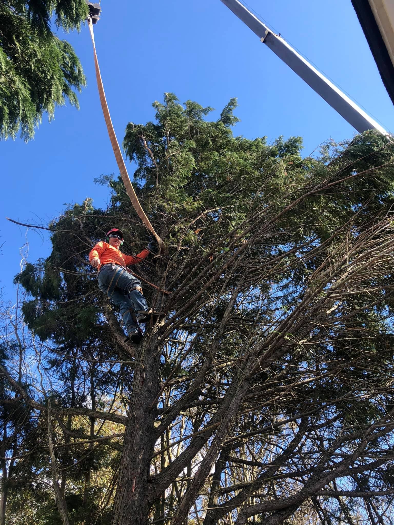 a man is climbing a tree with a crane in the background