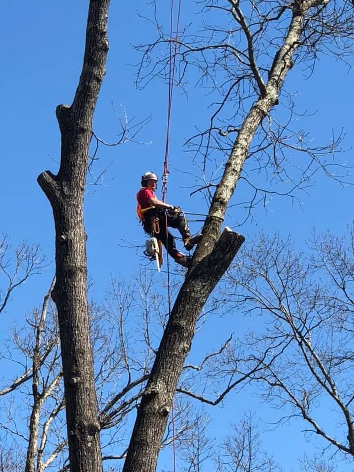 a man is climbing up a tree with a rope