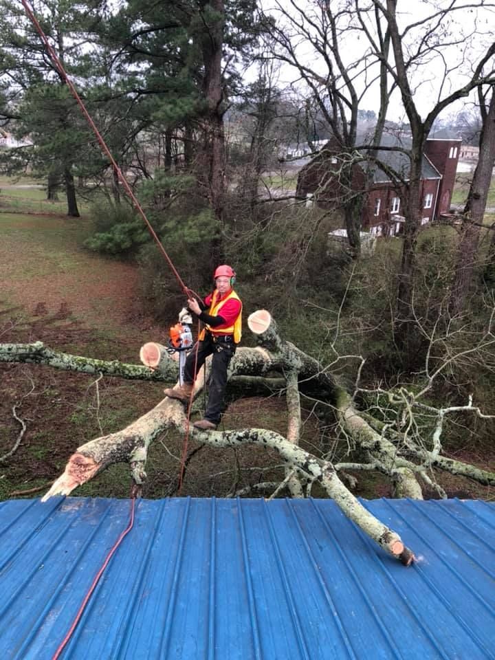 a man is sitting on a tree branch on top of a blue roof