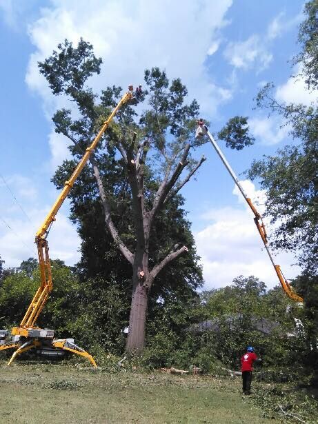 a large tree is being cut down by a crane