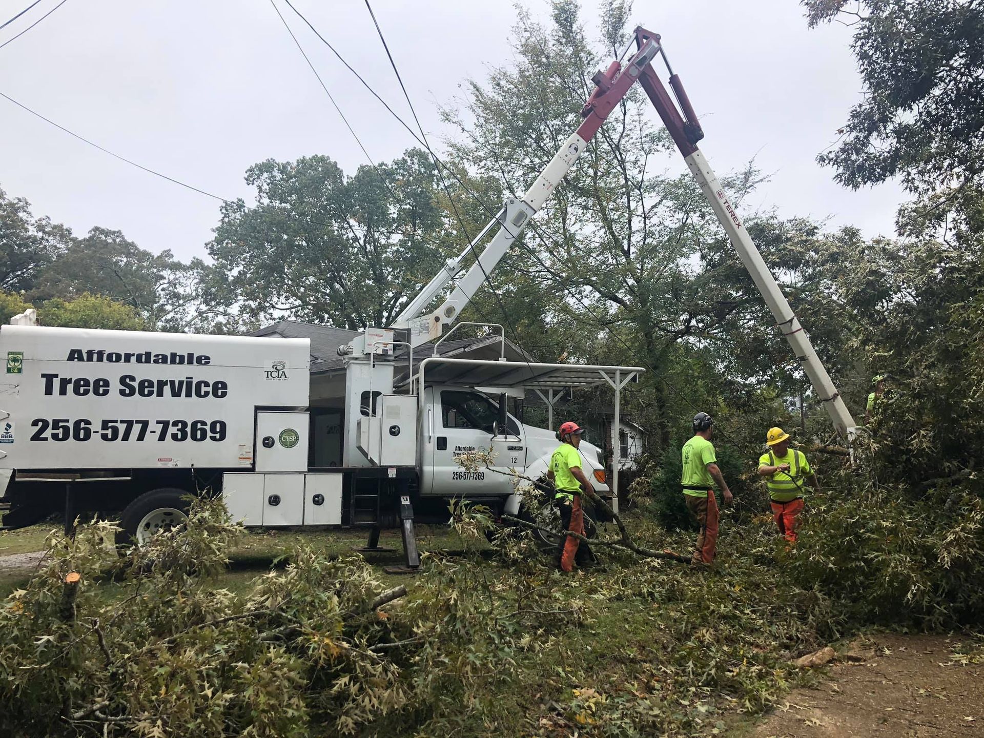 a tree service truck is cutting a tree with a crane .