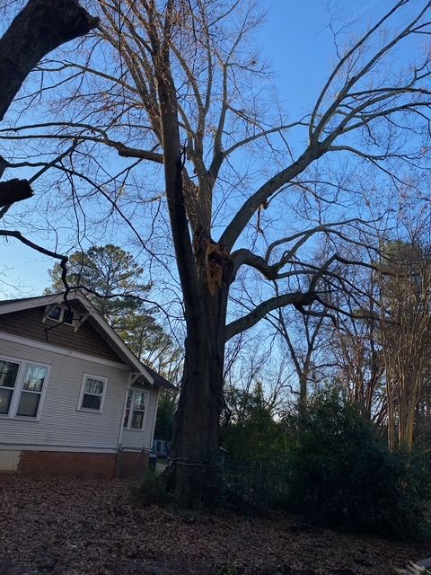a house with a large tree in front of it