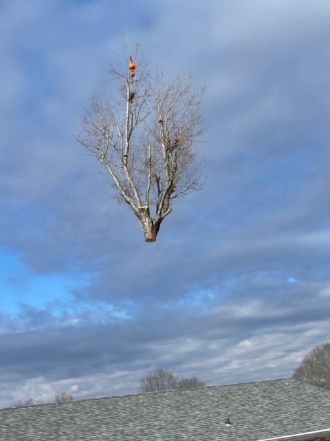 a tree is flying through the air in front of a cloudy sky