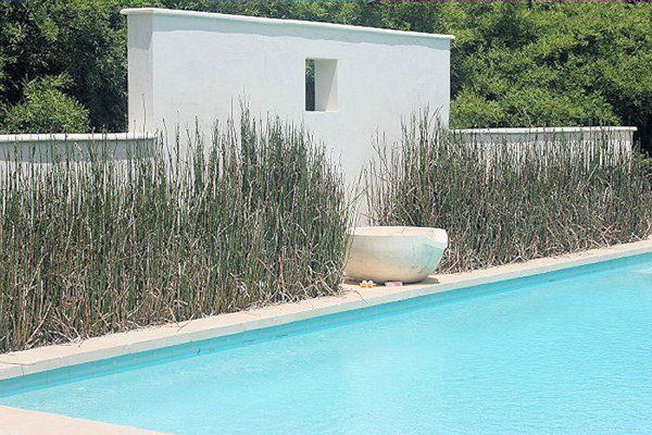 Contemporary swimming pool