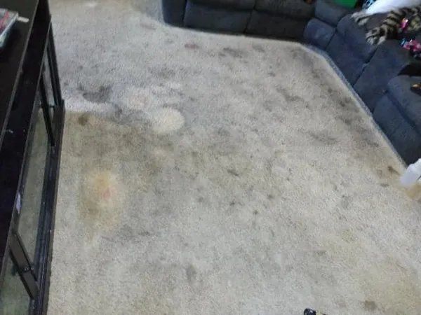 Carpet cleaning before