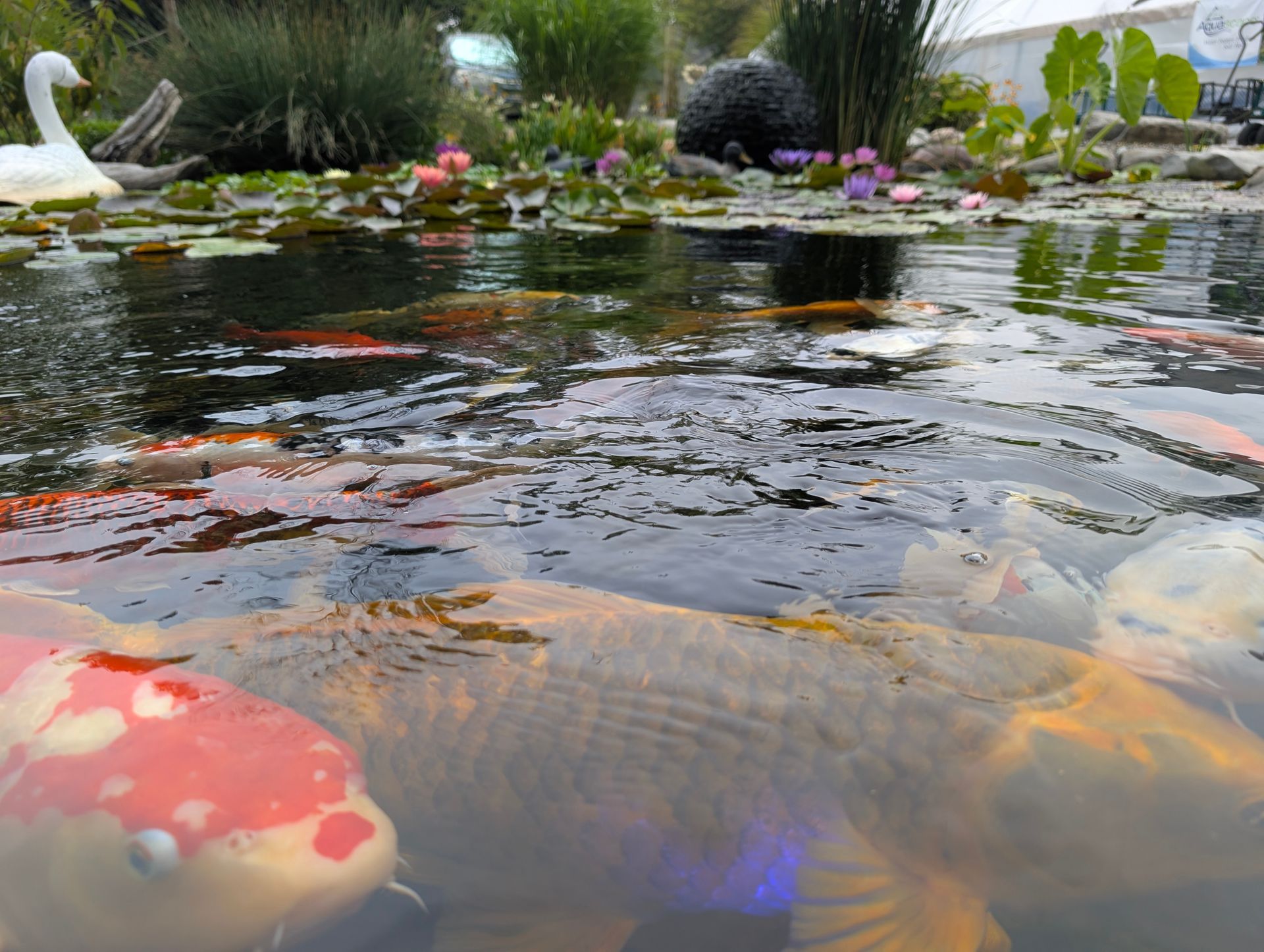 Koi fish swim in a pond with water lilies. A white swan statue is at the edge.