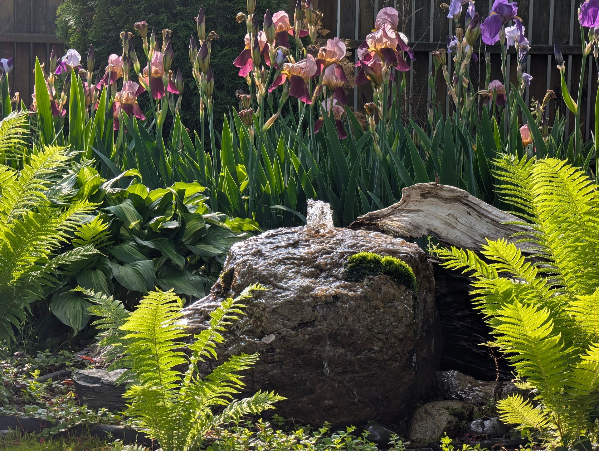 Stone fountain with water spouting, surrounded by ferns, irises, and other plants in a garden.