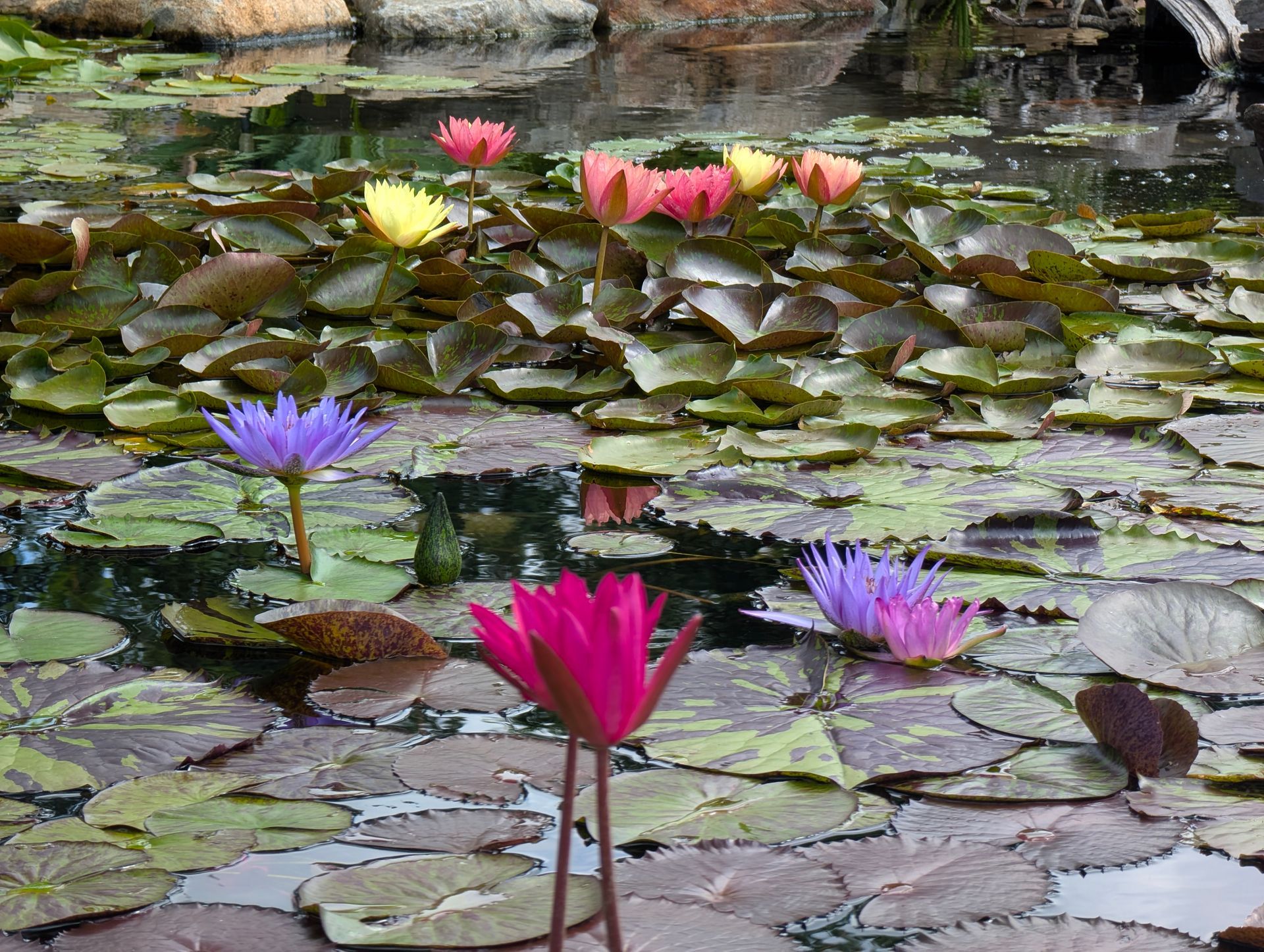 Water lilies with pink, purple, and yellow blossoms floating on a pond.