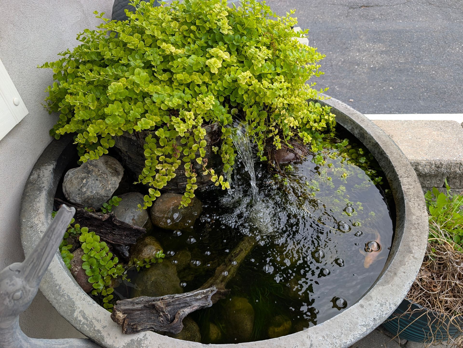 Small stone water feature with cascading water and green plants in a concrete basin.