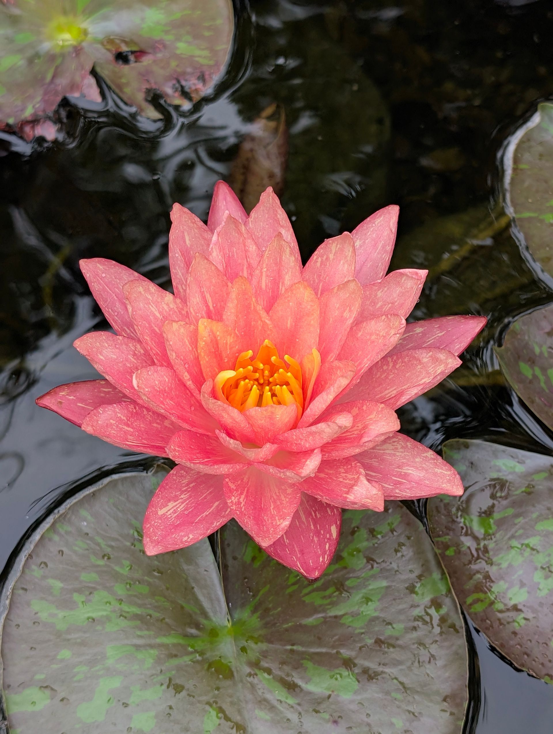 Pink water lily with a yellow center surrounded by lily pads on a dark water surface.