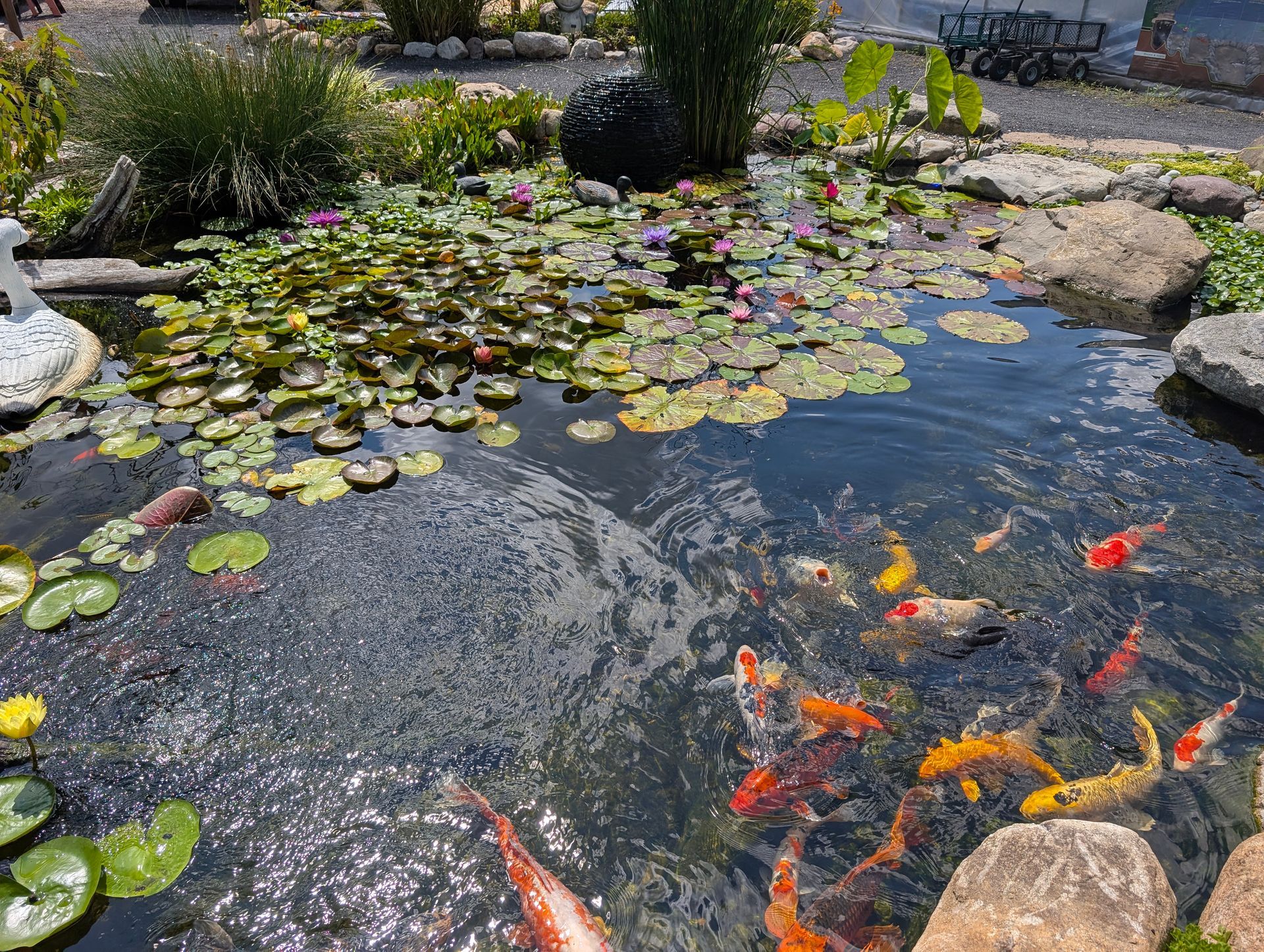 Koi fish swim in a sunny pond filled with lily pads and colorful flowers.