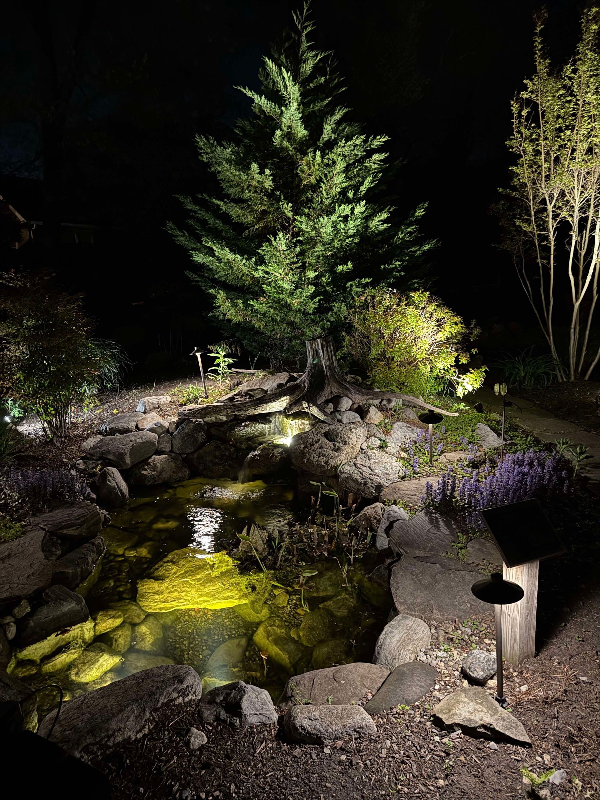 Nighttime view of a garden pond illuminated by yellow lights. A tall tree is centered, surrounded by rocks and foliage.
