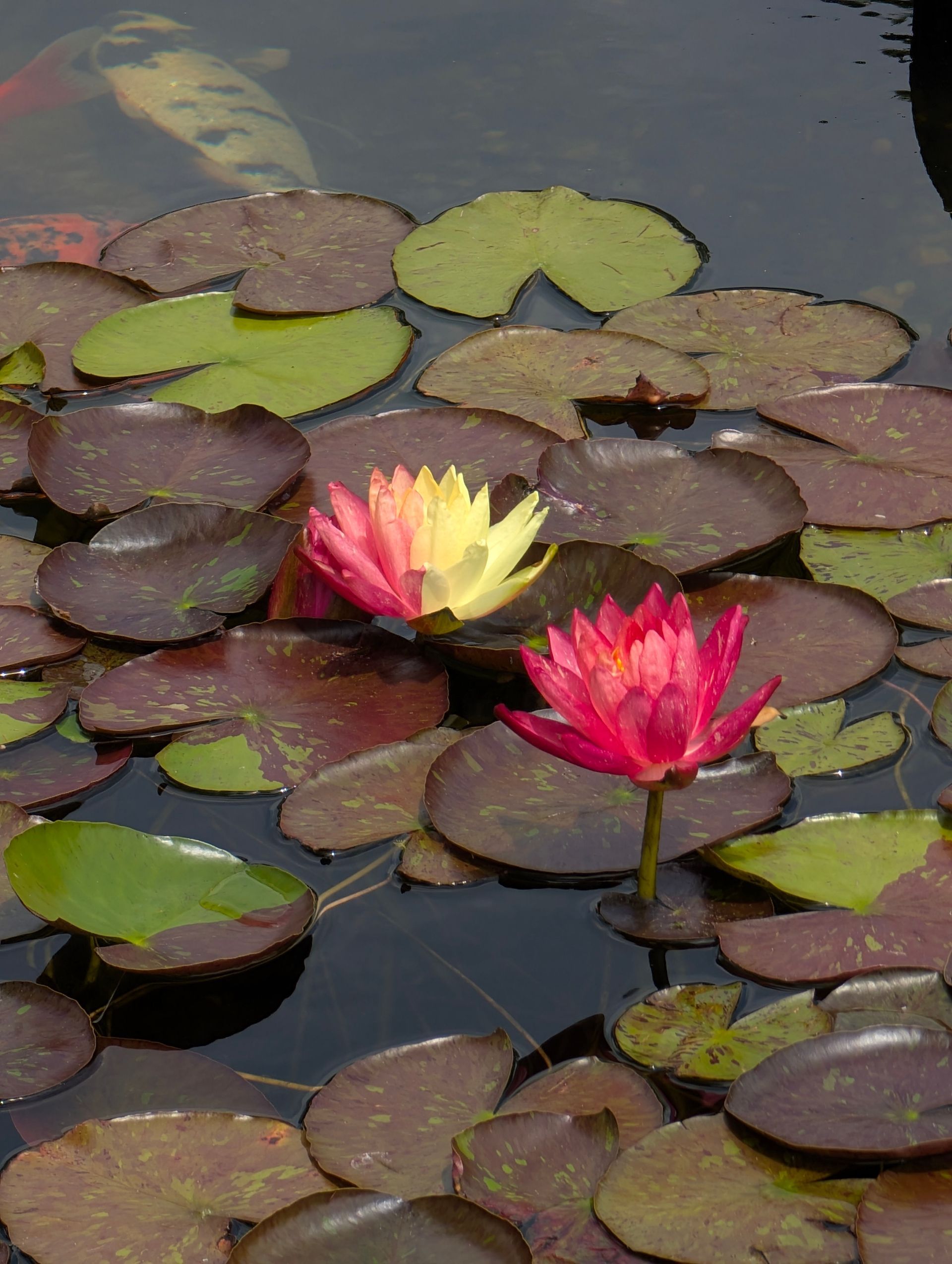 Pink and yellow water lilies bloom amidst lily pads on a dark pond.