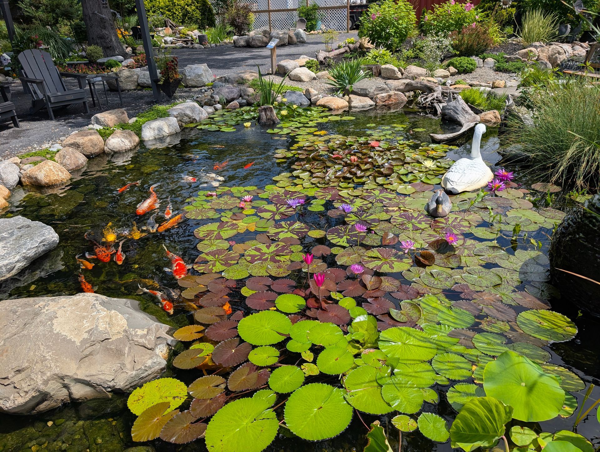 A koi pond with colorful fish, lily pads, and a white swan statue.