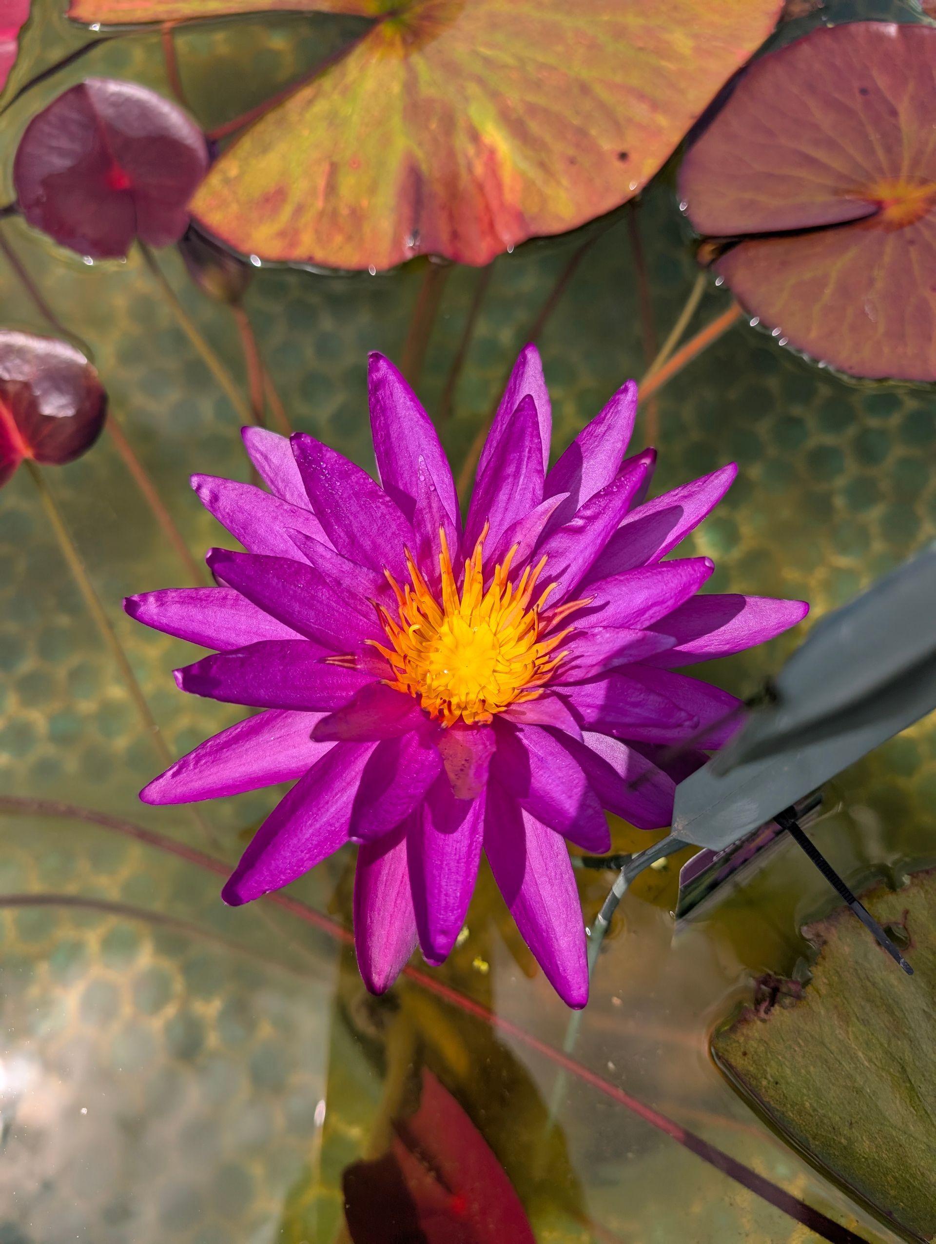 Purple water lily with yellow center floating in clear water.