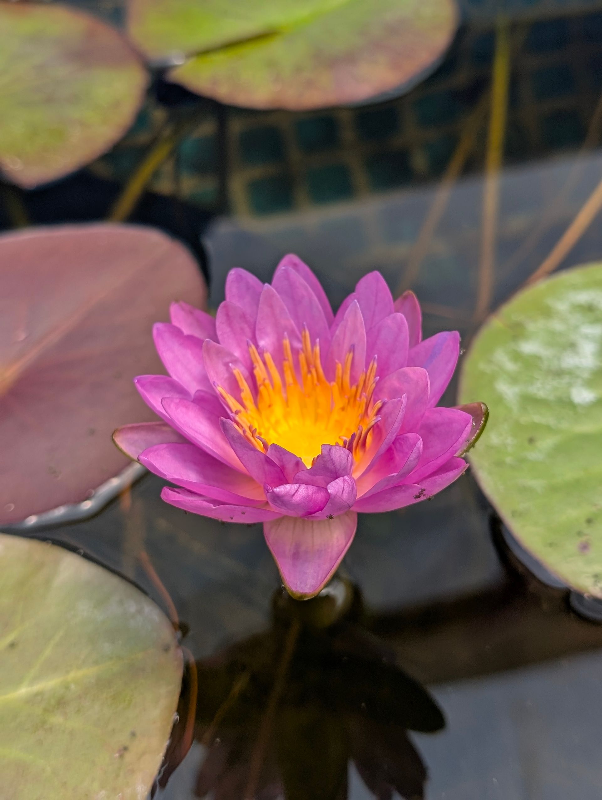Pink and yellow water lily with lily pads floating on water.