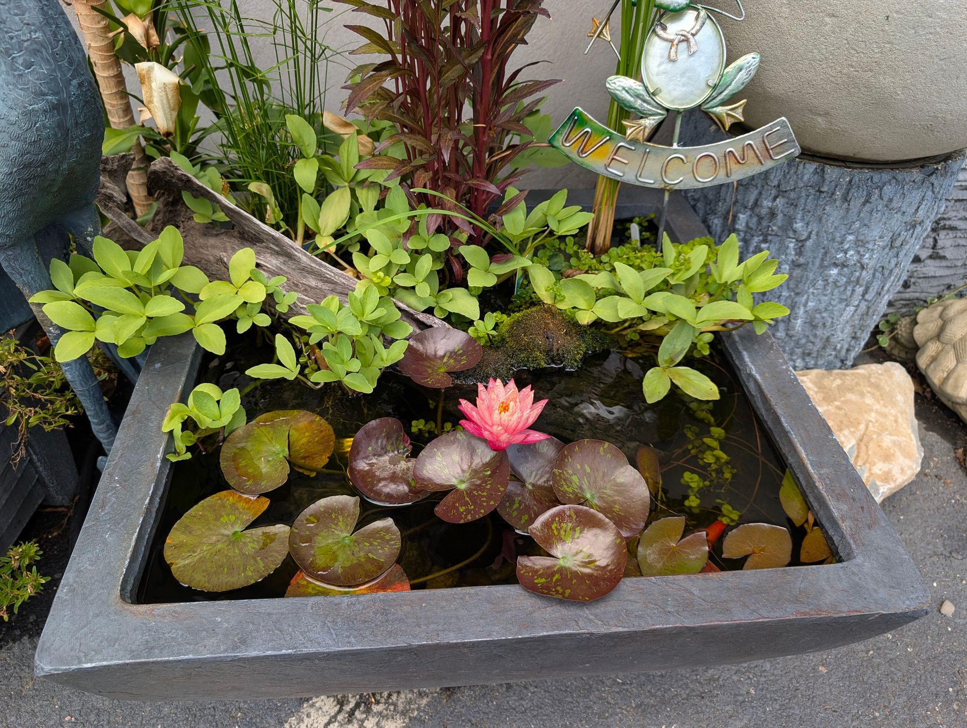 Small rectangular pond with pink water lily and green foliage.