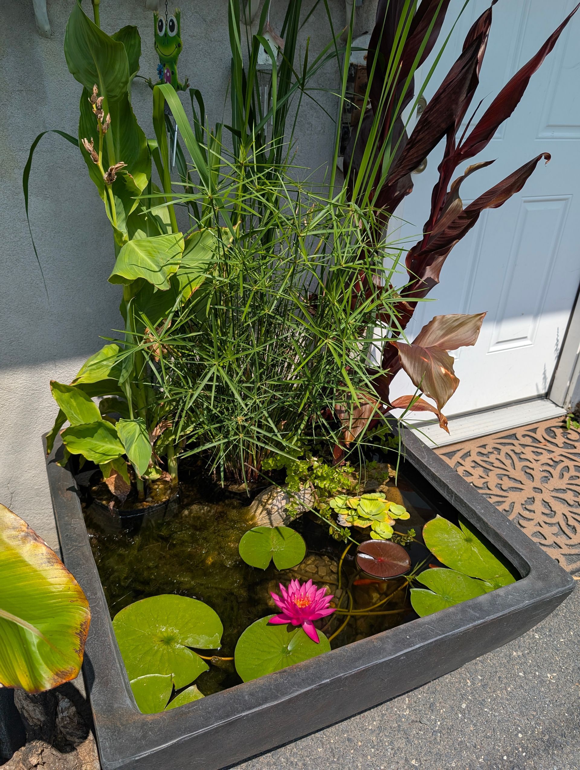 A small, square container garden with a pink water lily, greenery, and water.