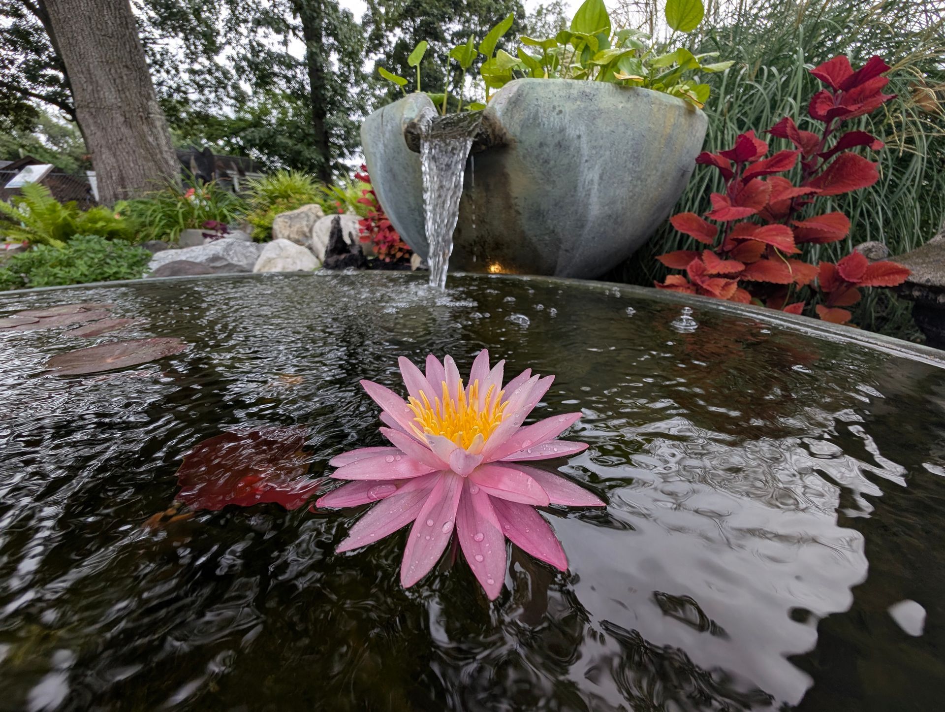 Pink water lily floats in water feature with flowing fountain.