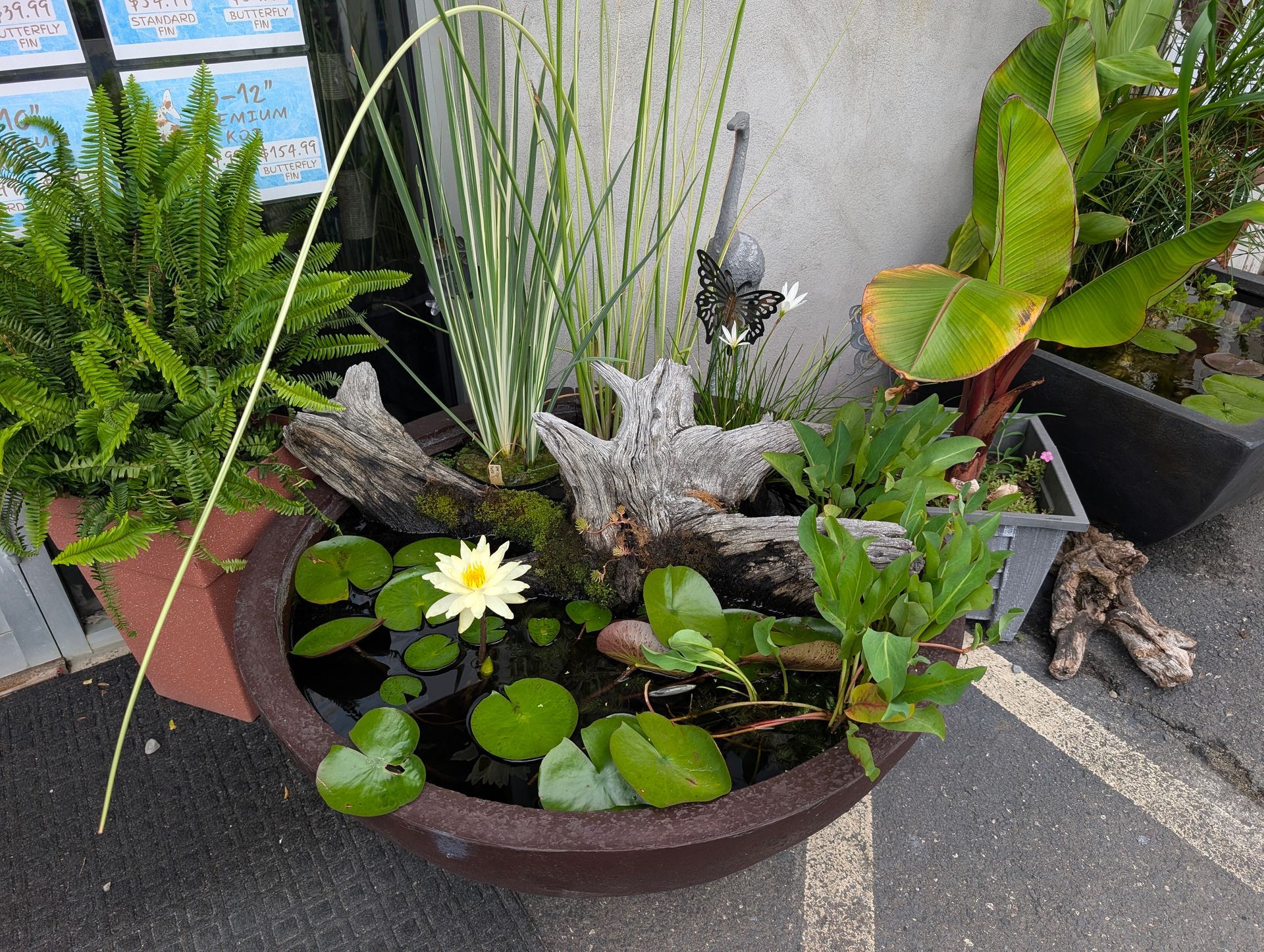 A small outdoor water garden with a lily, driftwood, and various plants in a brown pot.