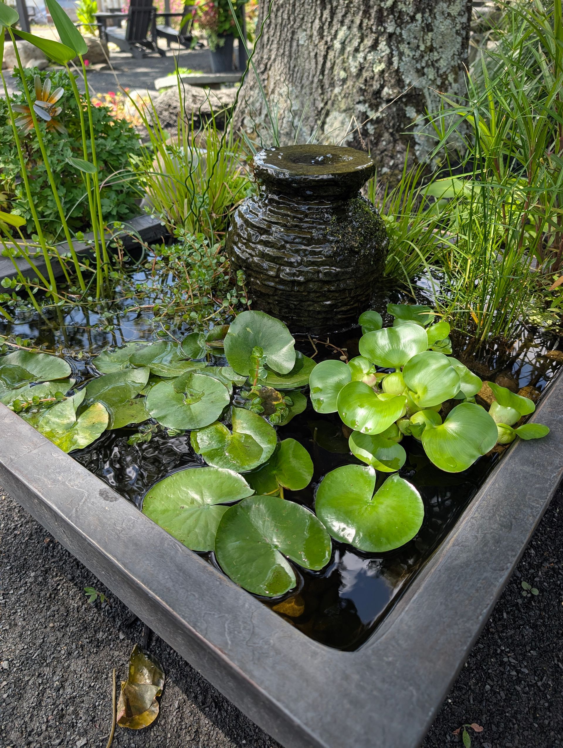 Water feature with a stone urn fountain in a gray basin, with lily pads and plants, near a tree.