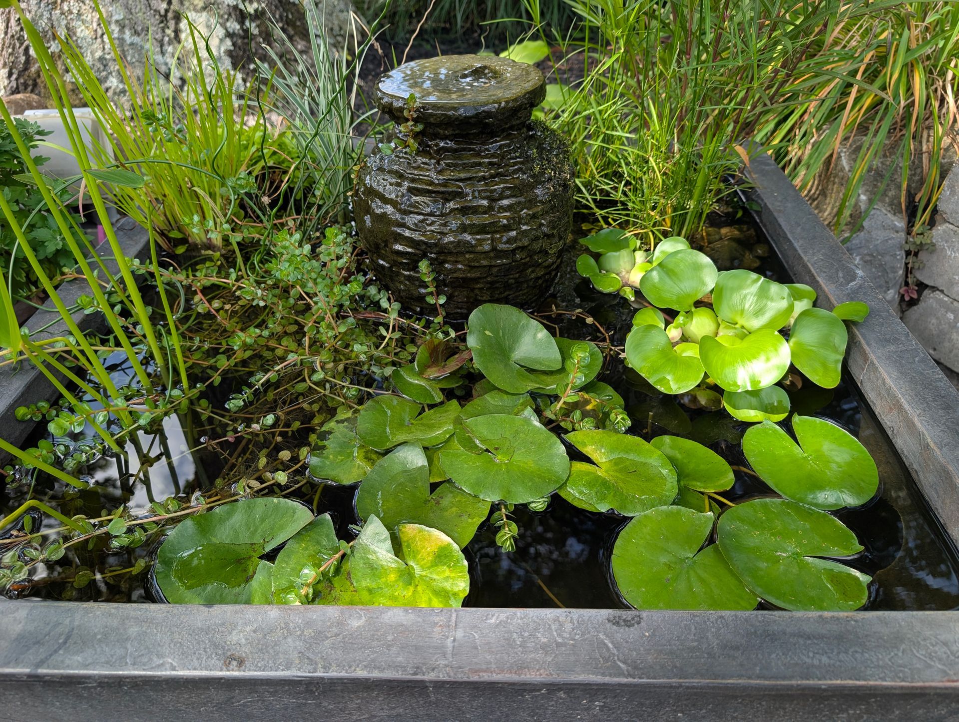 Small water garden with lily pads, fountain, and greenery in a stone container.