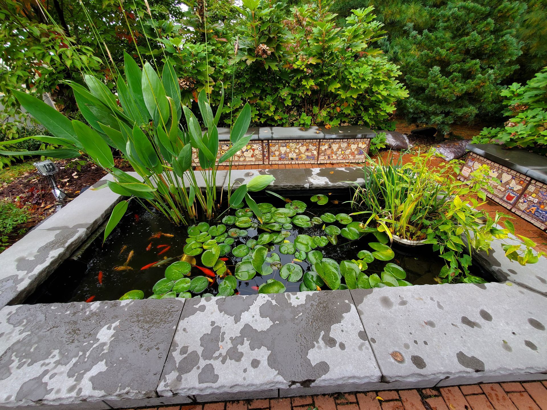 Rectangular koi pond with lilies and plants, bordered by stone, with lush greenery in the background.