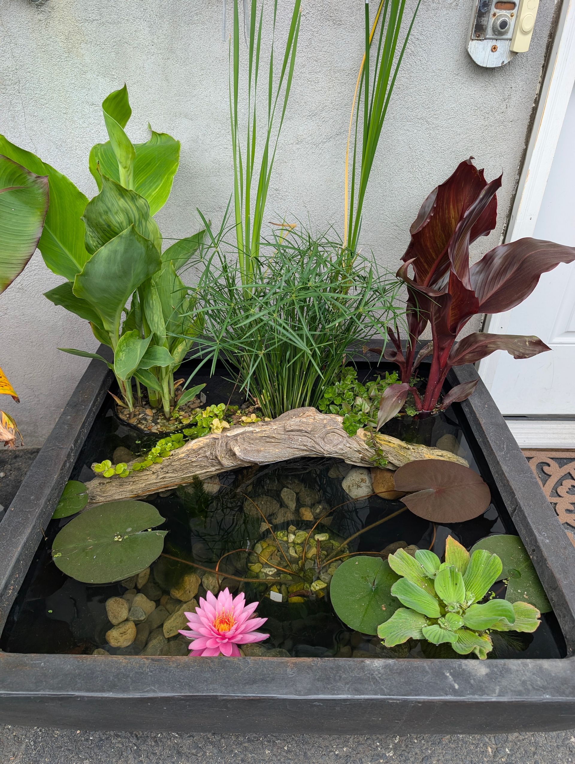 A square outdoor container water garden with a pink water lily, various plants, and a decorative rock.
