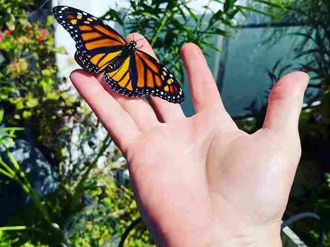 Monarch butterfly with orange and black wings resting on a person's open hand. Outdoor setting.