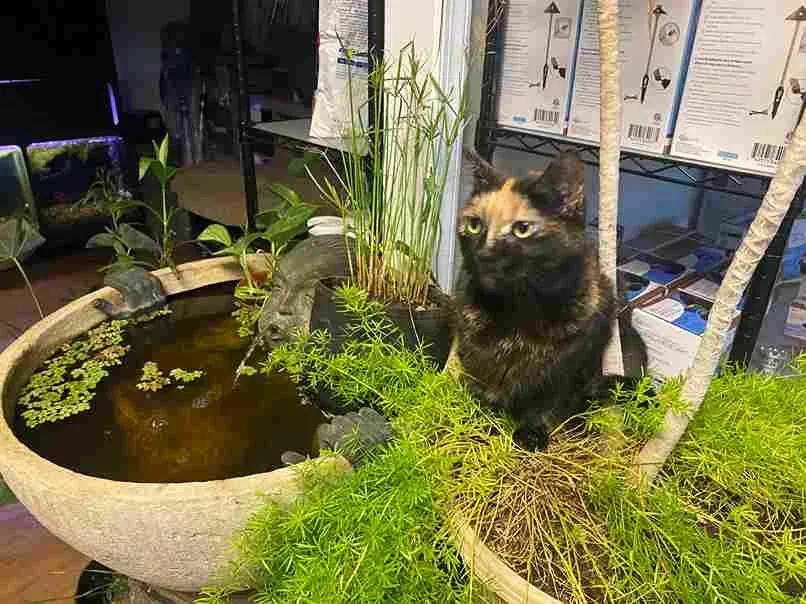 Tortoiseshell cat sits near a small pond with plants, looking forward, inside a store.