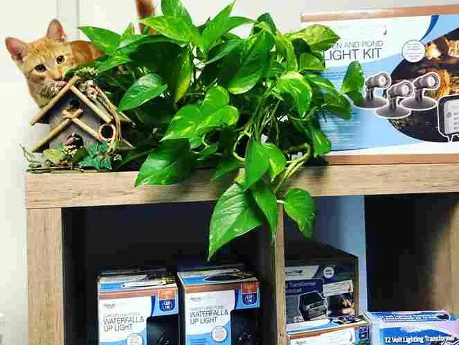 Orange cat peeking from behind pothos plant on a shelf with pond lighting kits and a birdhouse.