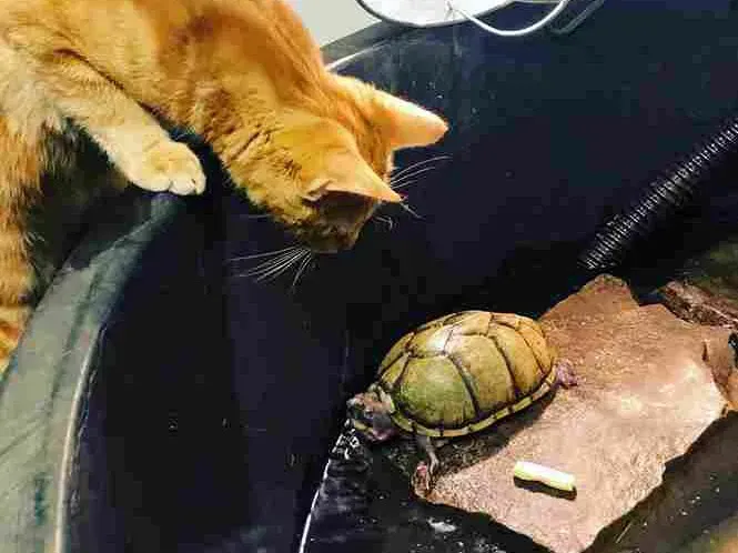 Orange cat curiously eyes a turtle in a dark tank.