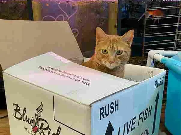Orange tabby cat sitting in a cardboard box labeled