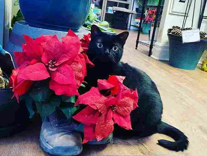 Black cat sits beside a poinsettia plant in a flower shop, looking directly at the camera.