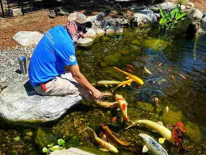 Man in blue shirt feeding koi fish in a pond, sunlight on the water.
