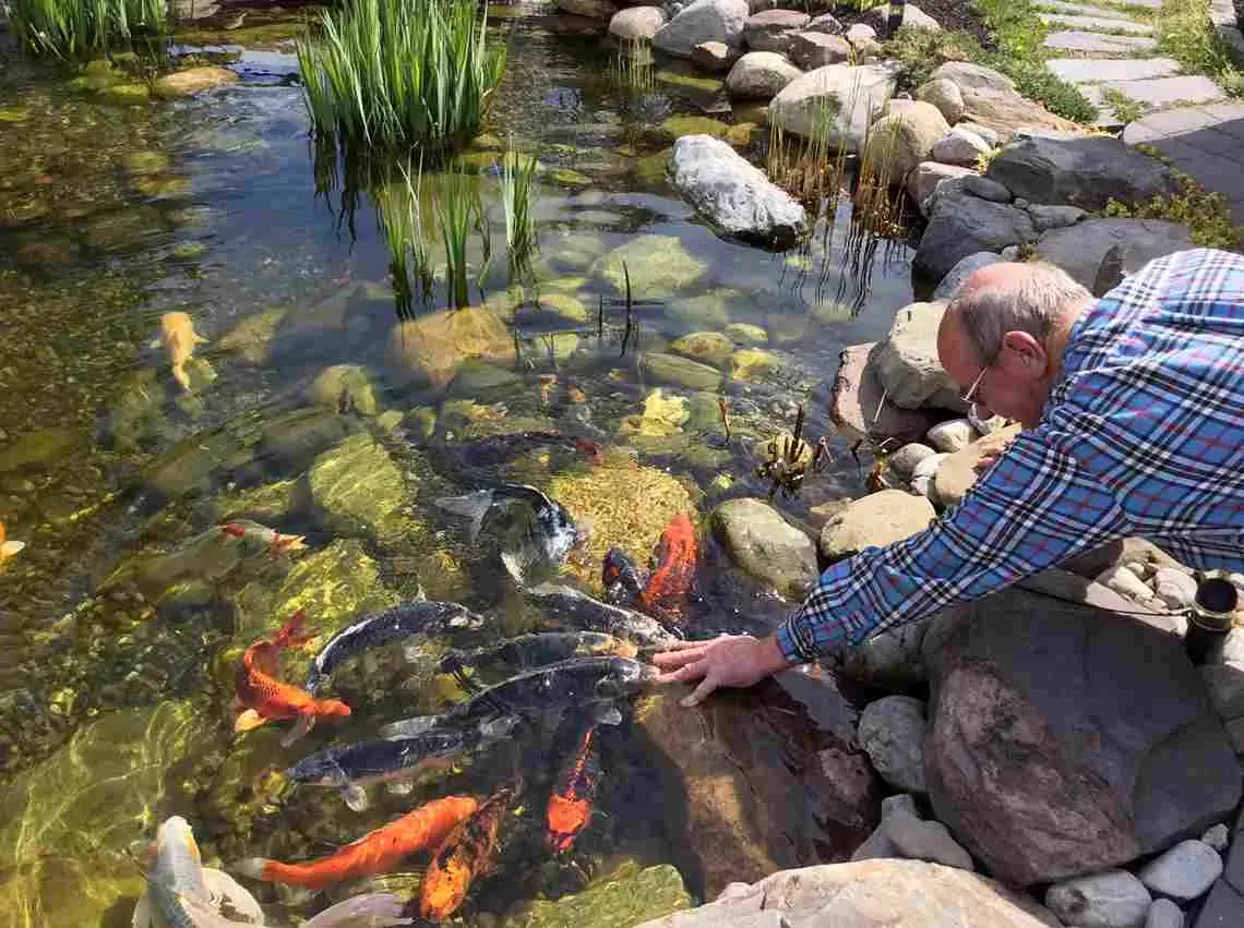Man reaching into koi pond to touch fish. Water, rocks, and green plants surround.