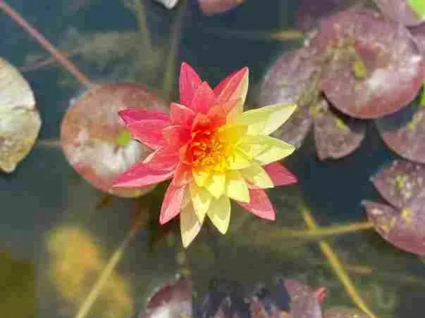 Pink and yellow water lily in full bloom, surrounded by lily pads, in a pond.