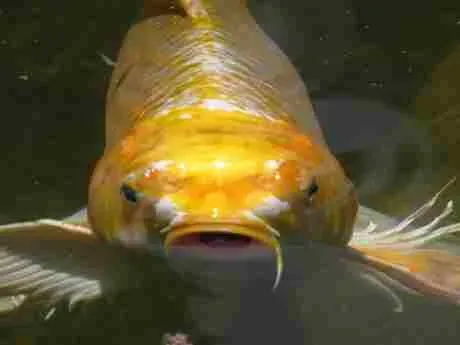Gold koi fish swimming towards the viewer, mouth open in a pond.