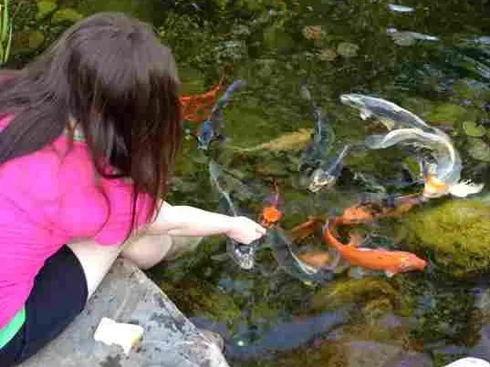 Woman in pink feeds colorful koi fish in a pond.