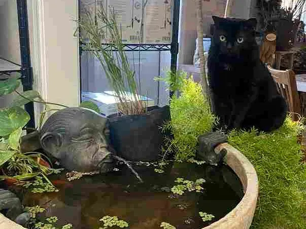 Black cat perched beside a water-filled planter with a pig statue. Plants surround the water, indoors.