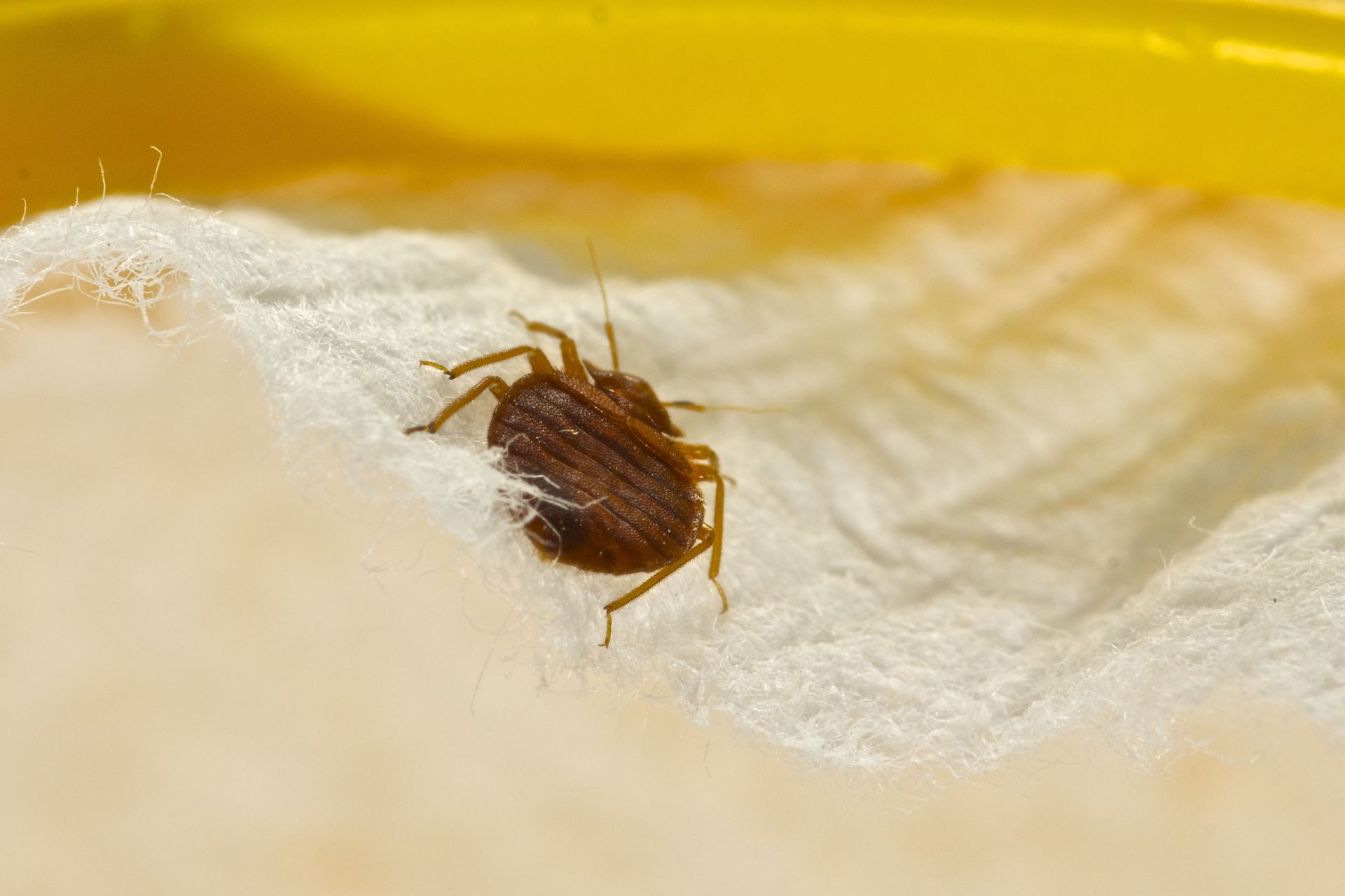 bed bug treatment