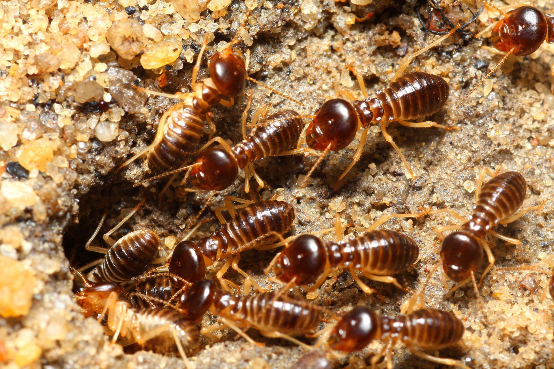 termite control services