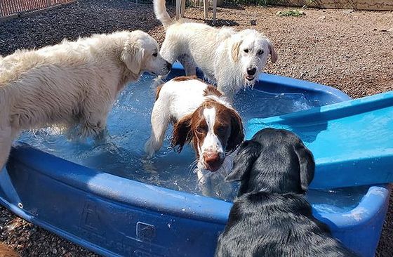 Dogs playing outdoor in the pool