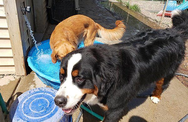 Dogs bathing