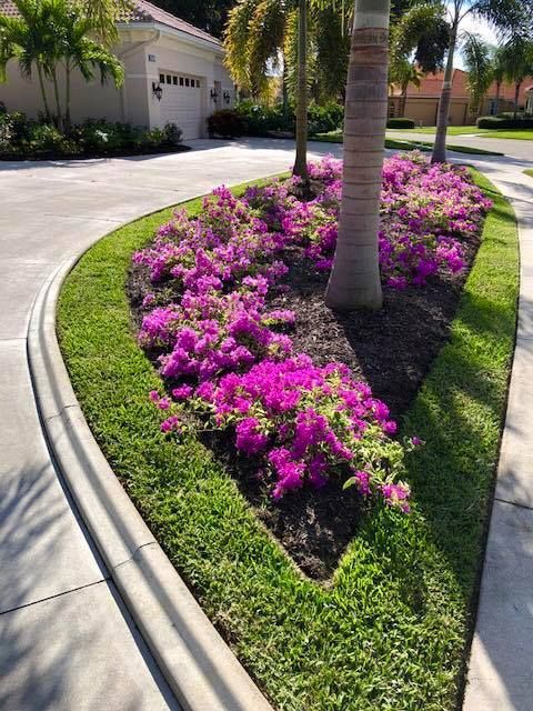 Flower bed with vibrant pink blooms, green grass, and palm trees in a driveway.