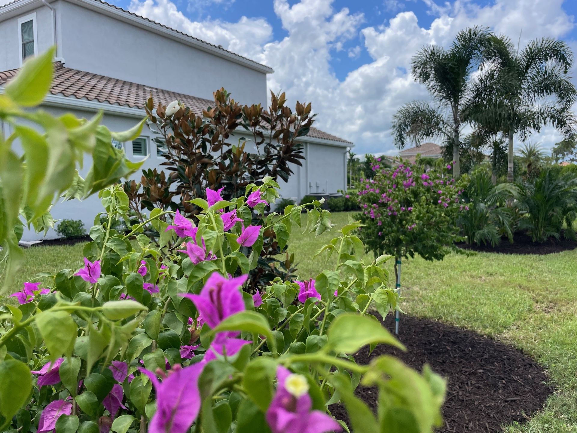 Purple bougainvillea flowers in a landscaped yard with a white house and palm trees under a cloudy sky.